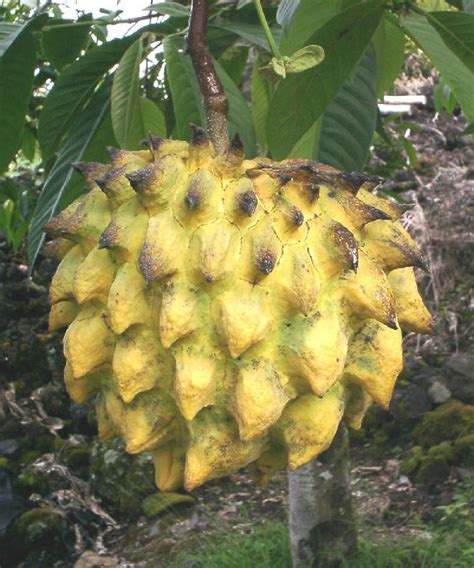 Polynesian Produce Stand : ~NANQKA~ Rollinia Deliciosa Fruit Tree ...
