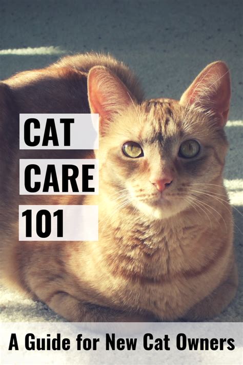 Cat Care 101 A Guide For New Cat Owners Pethelpful