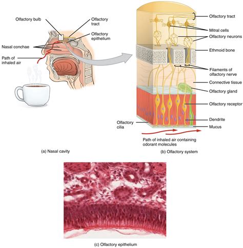 Olfactory Anatomy – Introduction to Sensation and Perception