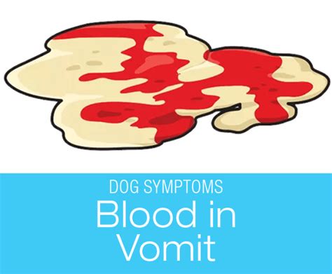Blood In Dog Vomit Symptoms To Watch For In Your Dog