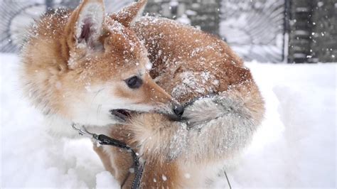 Shiba Inu Spins In Snow Storm Youtube
