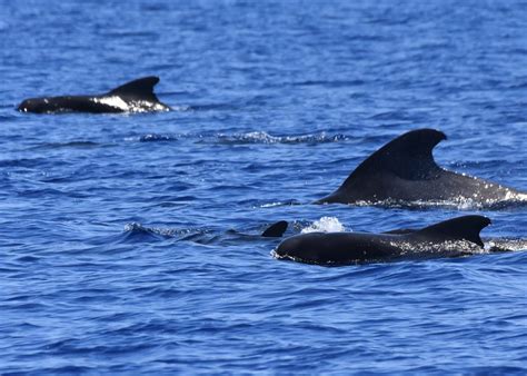Mammals Short Finned Pilot Whales
