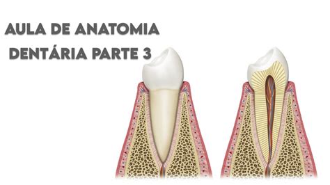 Quantas Raizes Tem Os Dentes