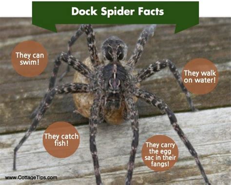 Infographic Dock Spider Fishing Spider Facts Spider Fact Spider