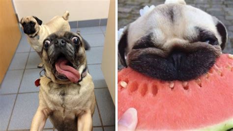Only Pug Can Make Us Happy And Laugh Funny And Cute Pug Puppies Youtube
