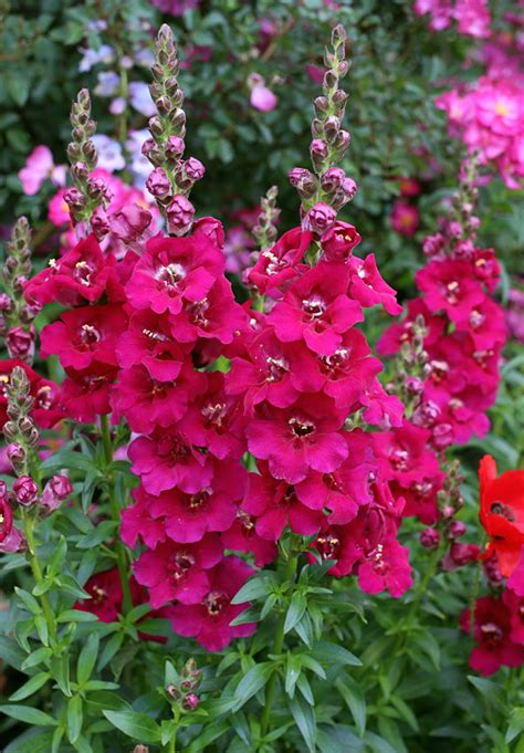 Top 10 Summer Bedding Flower Plants Your Info Master
