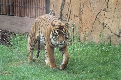 Male Tiger Zoochat