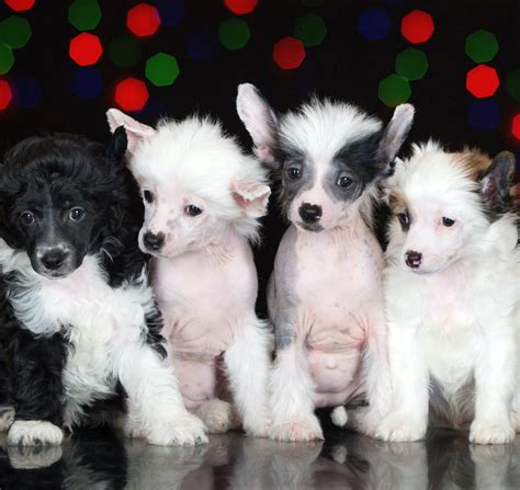What Are The Different Types Of Chinese Crested Puppies