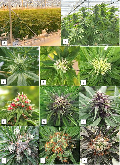 All Types Of Weed Plants