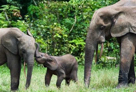 Adopt An Elephant Wwf Animal Adoptions From £300 A Month
