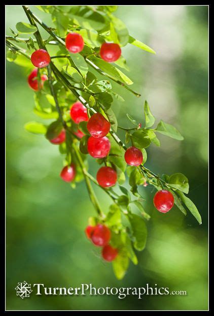Tart And Tasty Red Huckleberries Another Native To The North West Red