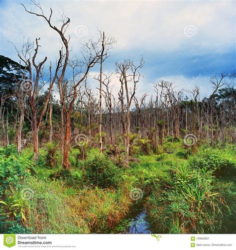 Jungle Landscape In Gabon Stock Image Image Of Bush