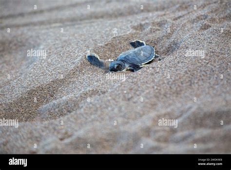 In Tortuguero Beach, Costa Rica, a tiny explorer, a baby Green Sea