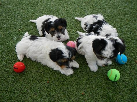 Check out our shih tzu puppies selection for the very best in unique or custom, handmade pieces from our shops. Shih Tzu Puppies For Sale | Colorado Springs, CO #193249