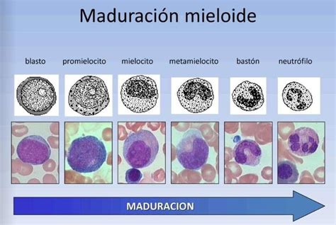 Maduración Mieloide Medical Laboratory Science Medical Technology