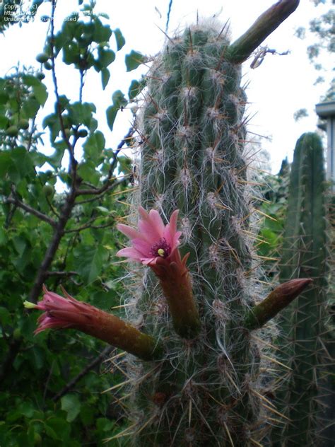 Man and woman walking through long brown grass along a mountain path on a close up of old man of the andes cactus with thorns. PlantFiles Pictures: Oreocereus Species, Man of the Andes ...
