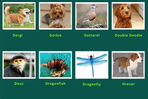 Animals Start With D Best Animals Guide