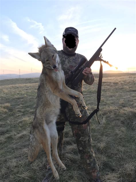 45 Pound California Coyote Rhunting