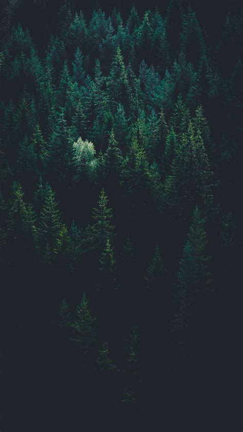 Minimalist Forest Wallpapers Wallpaper Cave