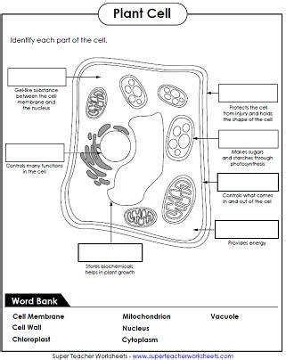 A system is not made up of cells like an organ is. Plant Cell Diagram Worksheet | Homeschooldressage.com