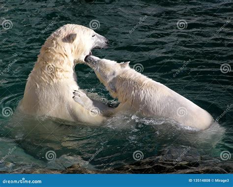 Polar Bears Playing And Fighting Stock Photo Image Of Wild Animal