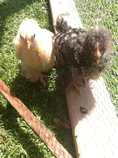 What Sex Do You Think My Pekin Bantam Babies Are Backyard Chickens