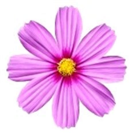 Find images of single flower. Clipart Panda - Free Clipart Images