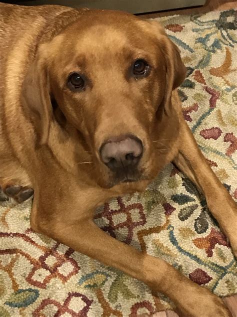 Man’s best friend | AfricaHunting.com