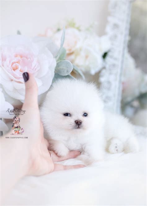 Micro teacup pomeranians are very glamourous. Tiny Teacup Pomeranian Puppies | Teacups, Puppies & Boutique