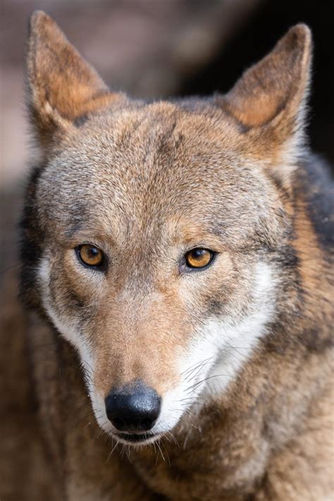 Save The Rare Red Wolf Nature And Wildlife Discovery