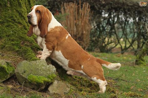 Basset Hound Dog Breed Facts Highlights And Buying Advice