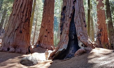6 Best Campgrounds In Sequoia National Park Planetware