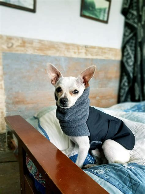 Chihuahua Jacket Voyagers K9 Apparel