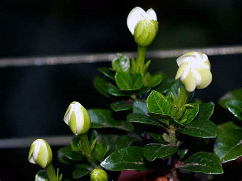 Home Gardenia Care Transplant Why Gardenia Leaves Turn Black Dry