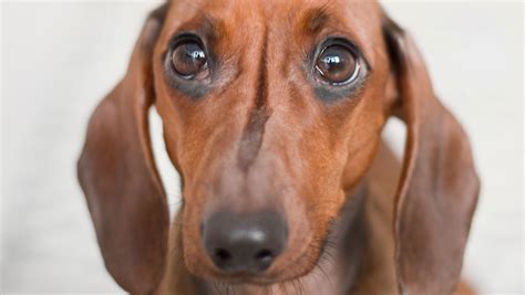 Scientists Take A Peek Behind Those Sad Puppy Dog Eyes