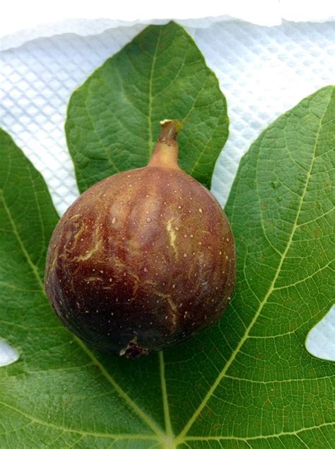 Buah tin yang telah dikeringkan mengandungi phenol, omega 3 dan 6 yang dipercayai dapat mengurangkan risiko serangan sakit jantung. Variasi pokok buah tin borda barraquer | Tanaman Pokok ...