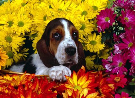 A playful, children loving, scent hound. Basset Hound Puppies For Sale Uk - Wayang Pets
