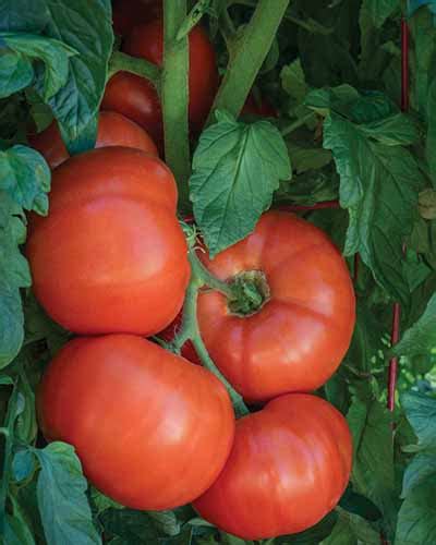 23 Of The Best Slicing Tomatoes To Grow In Your Garden Make House Cool