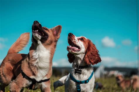 De 10 Populairste Hondenrassen In Nederland Hondenrassen Wijzer ️