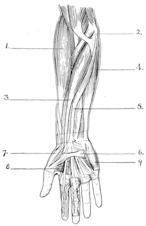 The superficial extensors of the forearm are the brachioradialis, extensor carpi radialis longus, anconeus, extensor carpi radialis brevis, extensor carpi ulnaris, extensor digitorum and extensor digiti minimi. The Upper Limb Muscles