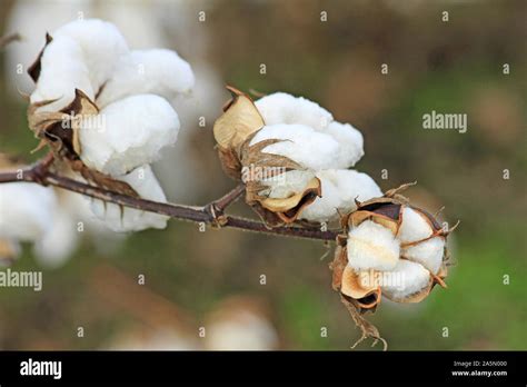 Cotton Flower Hi Res Stock Photography And Images Alamy