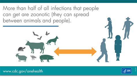 Zoonotic Diseases And Why We Are So Interested In Bats Galaxy Diagnostics