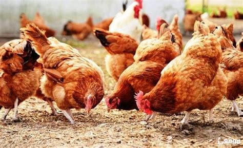 تفسير حلم طبخ الدجاج للعزباء