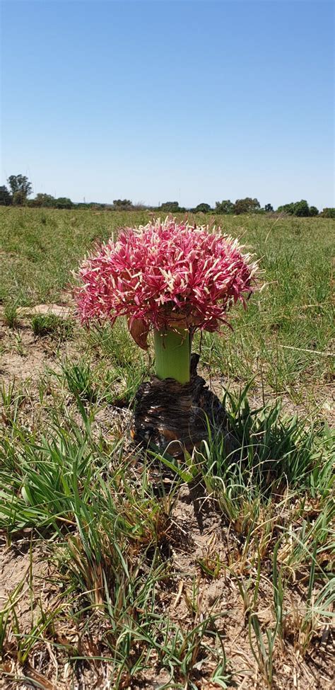 We did not find results for: Pin on Bulb plants of South Africa