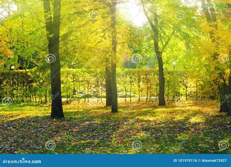 Rays Of The Sun Make Their Way Through Trees In The Autumn Park Stock