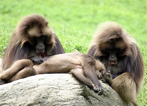 Social Grooming In Primates