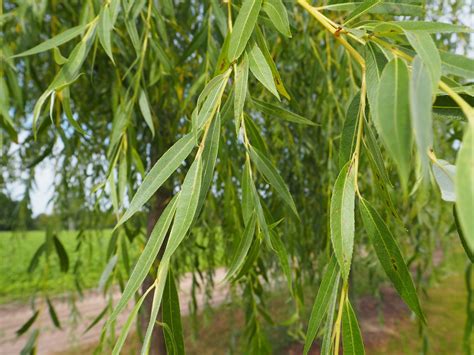 The name derives from the white tone to the undersides of the leaves. Salix alba 'Tristis' (Vrba žalujka) | Drevesnica KURBUS ...
