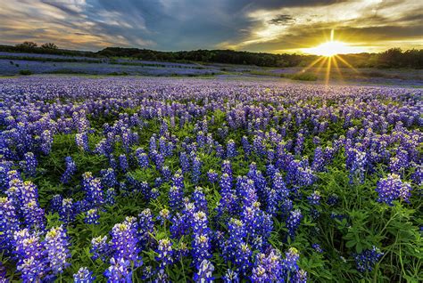 Texas Bluebonnet Field In Sunset At Muleshoe Bend Recreation Are