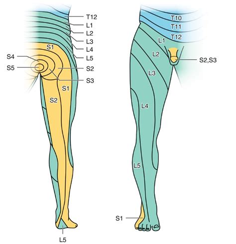Fig 2 59 Levels Of Principle Dermatomes Of The Lower Limb Skills