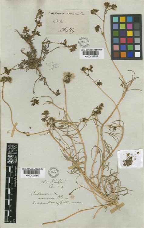 Cistanthe Arenaria Cham Carolin Ex Hershk Plants Of The World